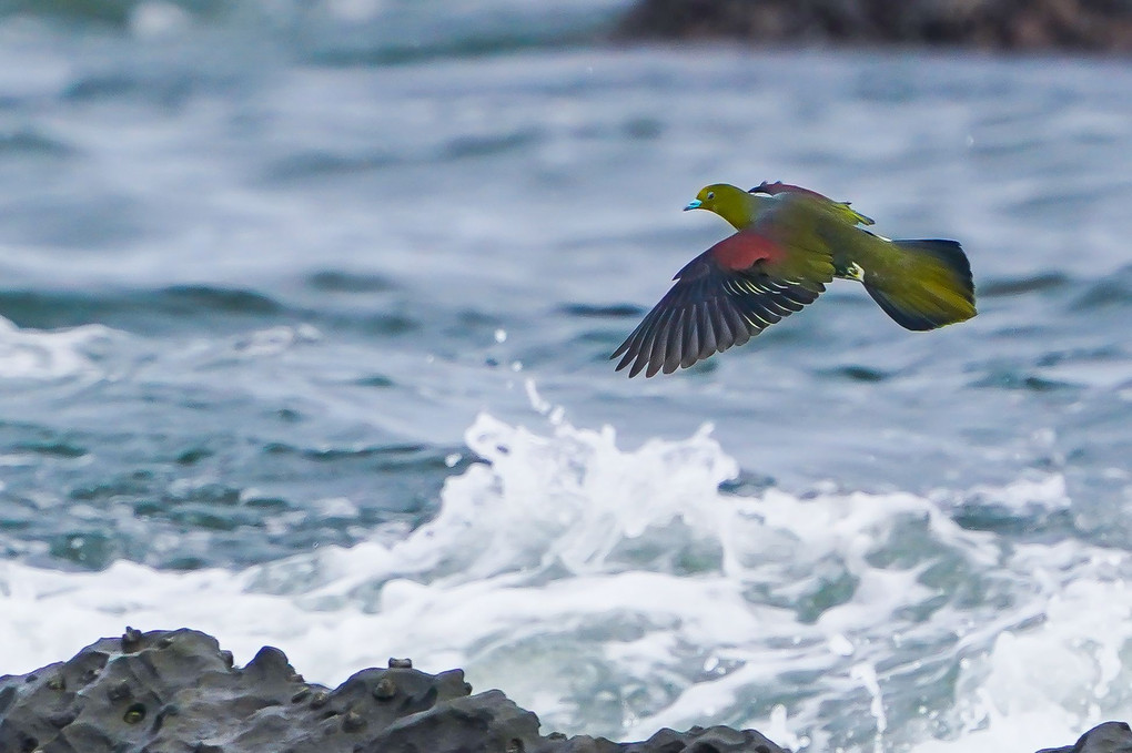 緑鳩（アオバト）、波に舞う