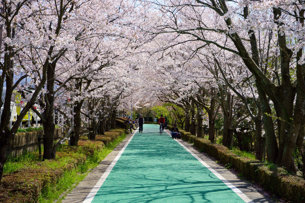 桜のサイクリングロード