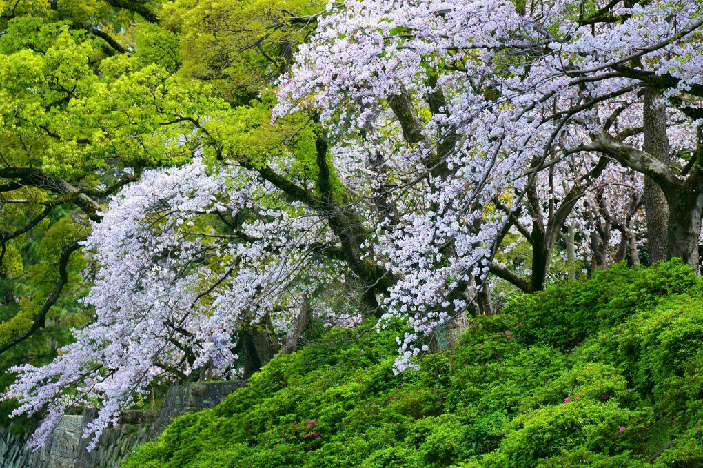 駿府城跡.桜のある風景...🌸