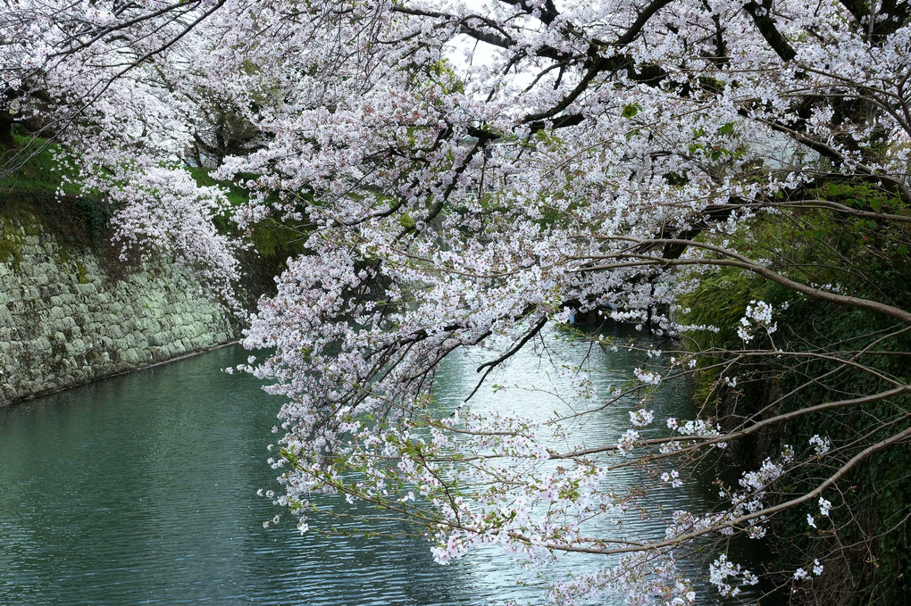 駿府城跡.桜のある風景...🌸