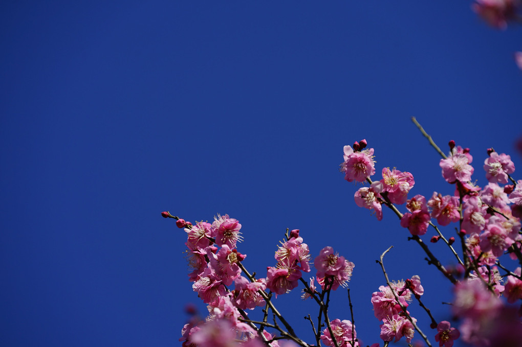 blue sky＆pink plum