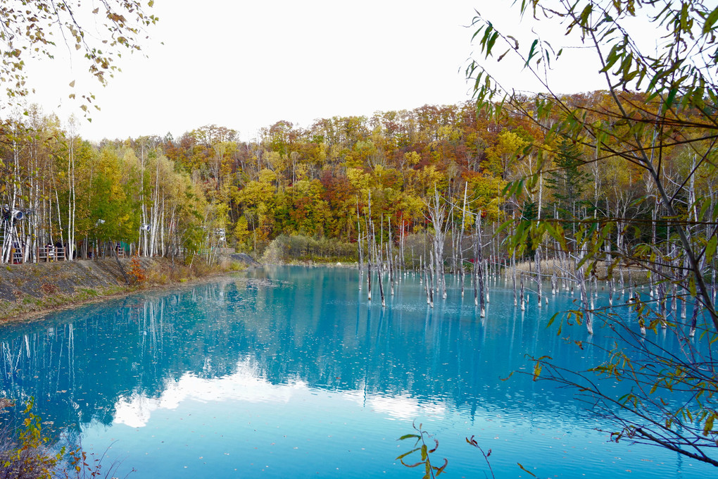 秋の美瑛・青い池