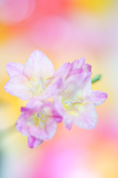 備忘録：春の花 　フリージア