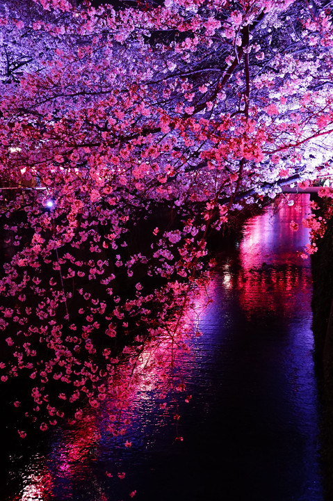 夜川と桜