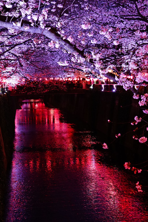 夜川と桜