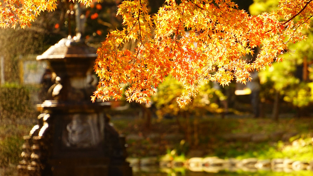 日比谷公園の秋色