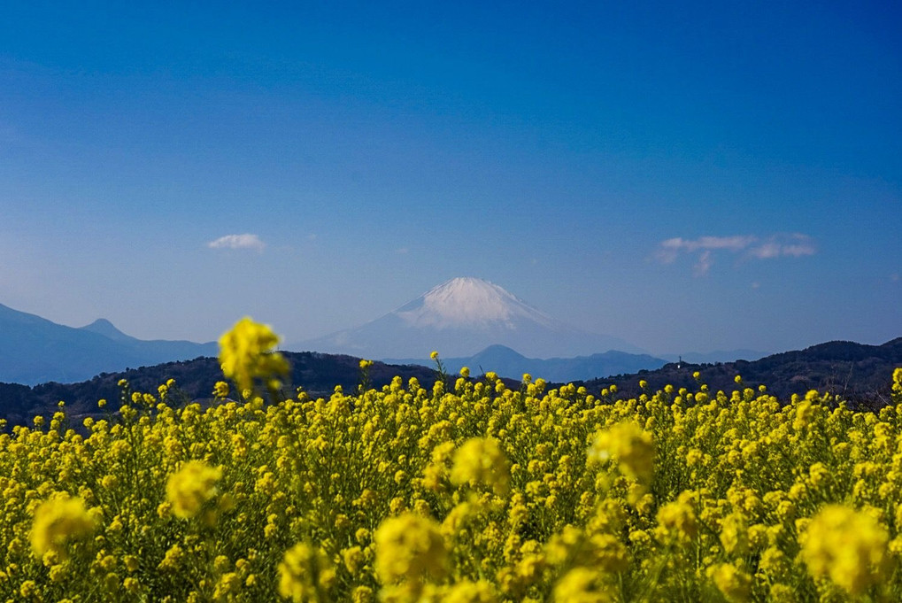 富士山と菜の花 吾妻山公園