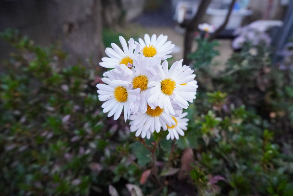 庭の菊の花
