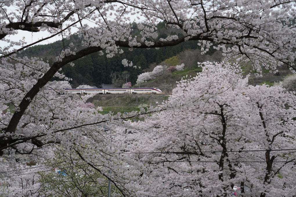満開の桜の中、山形新幹線疾走！