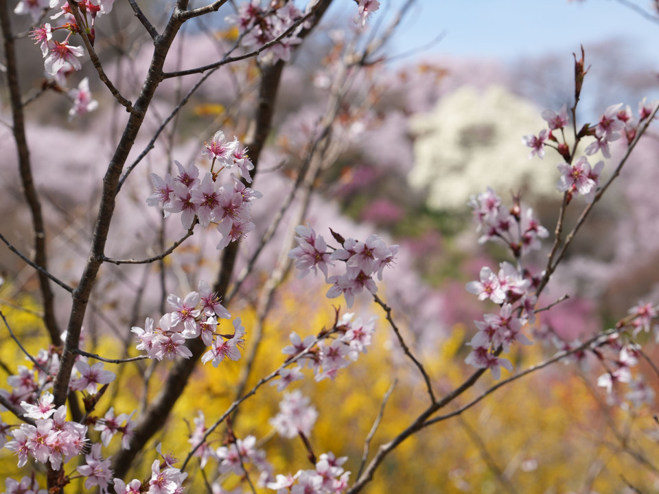 花見山公園で満開の桜を満喫