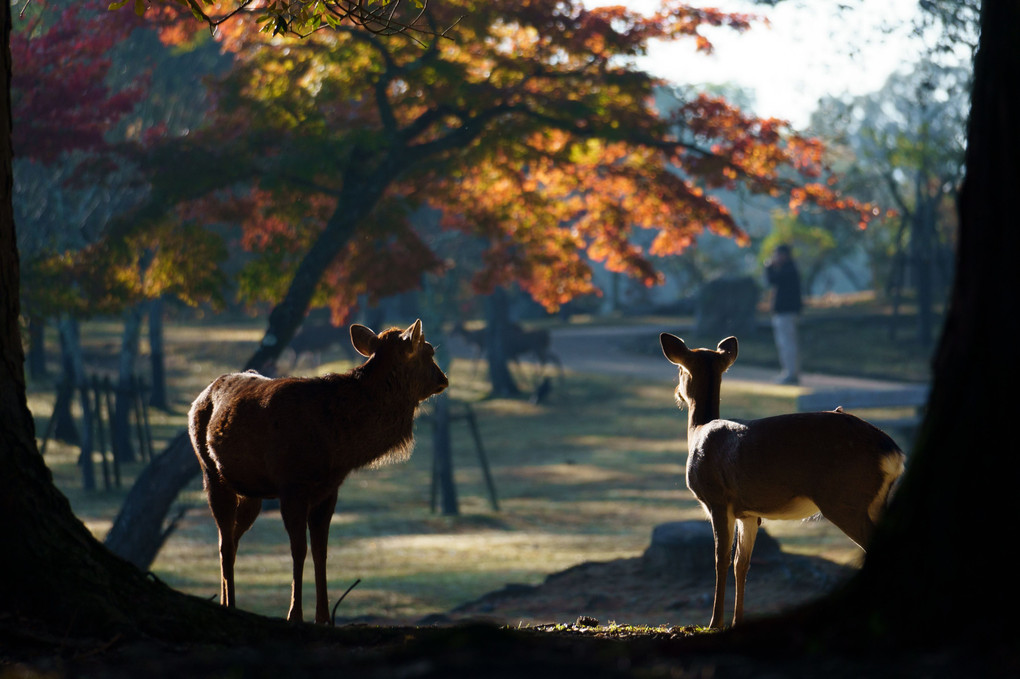 紅葉進む奈良公園