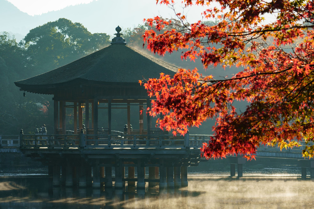 紅葉進む奈良公園