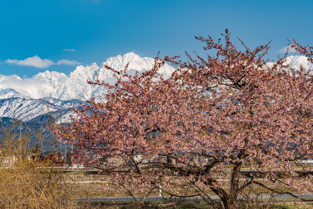 真っ白な劔岳と河津桜
