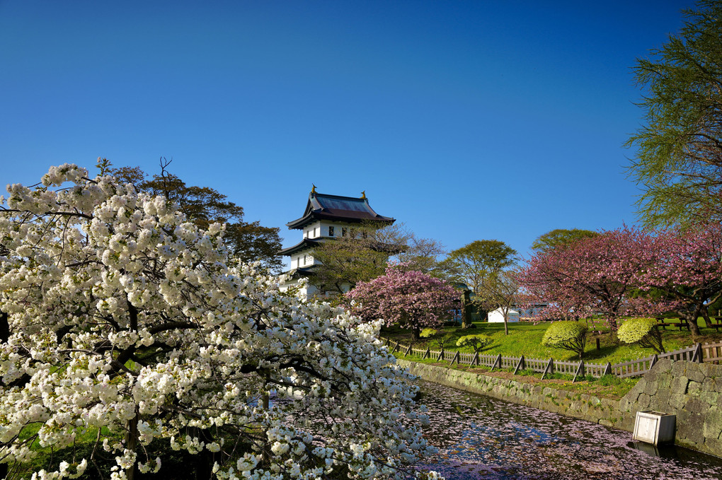 北海道にもやっと桜前線が。