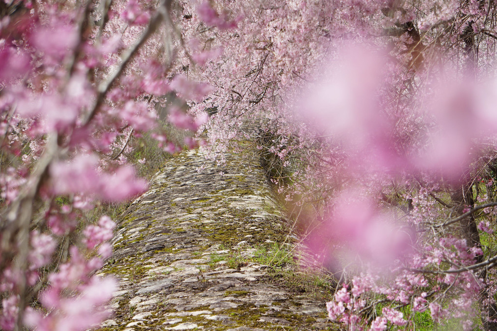 岩倉ファームパークの桜並木