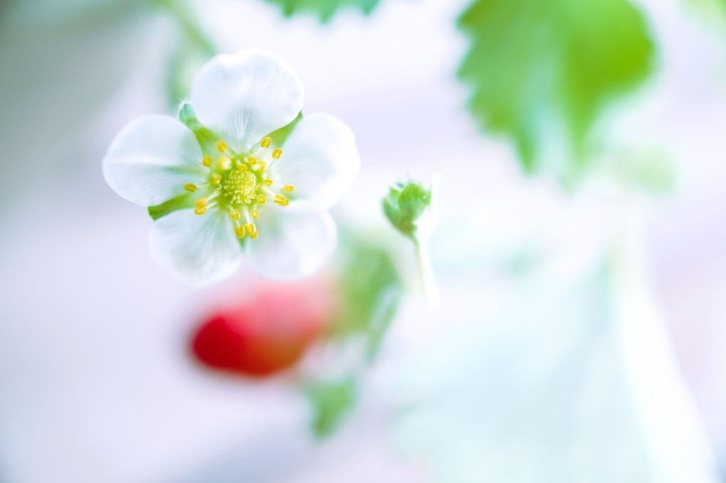 pure white -strawberry flower-