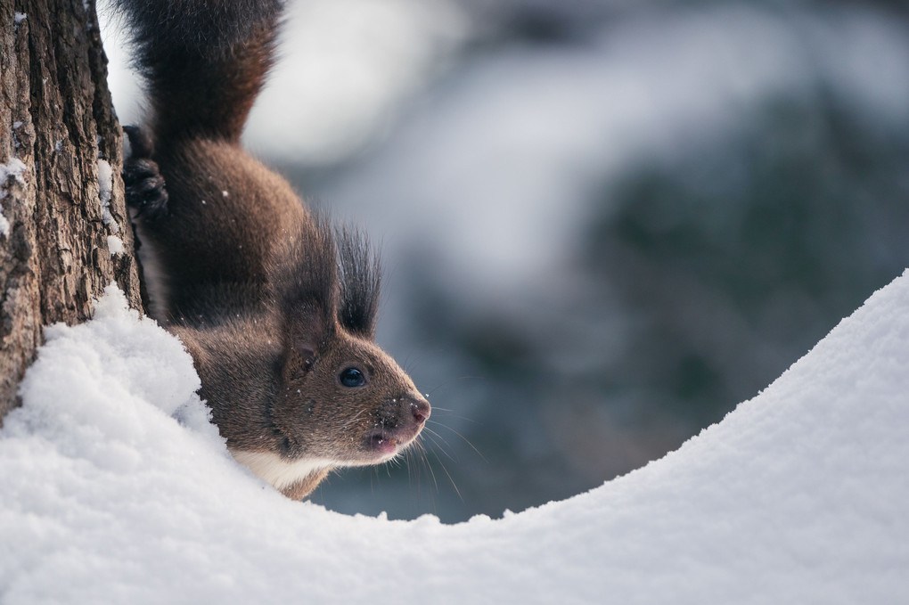 雪上の木鼠