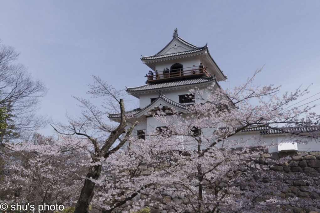 桜満開の白石城址
