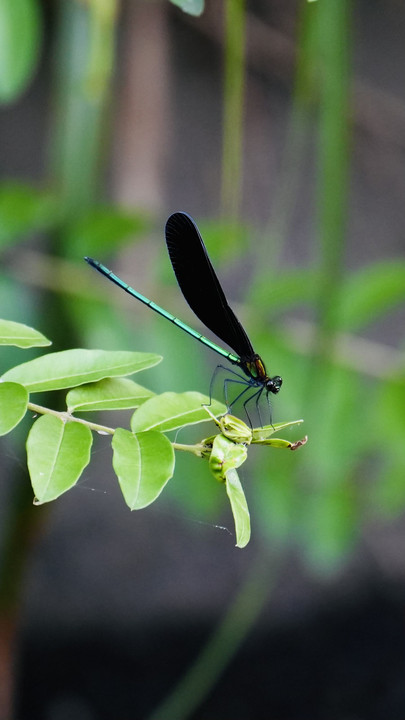 神様の使い　羽黒蜻蛉　美しい