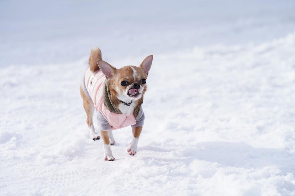 愛犬～ちゅんすけの雪遊び～