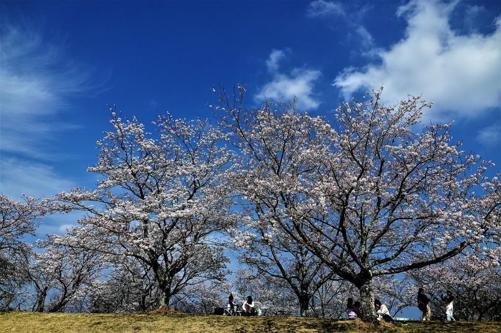 ゆうゆうパークの桜