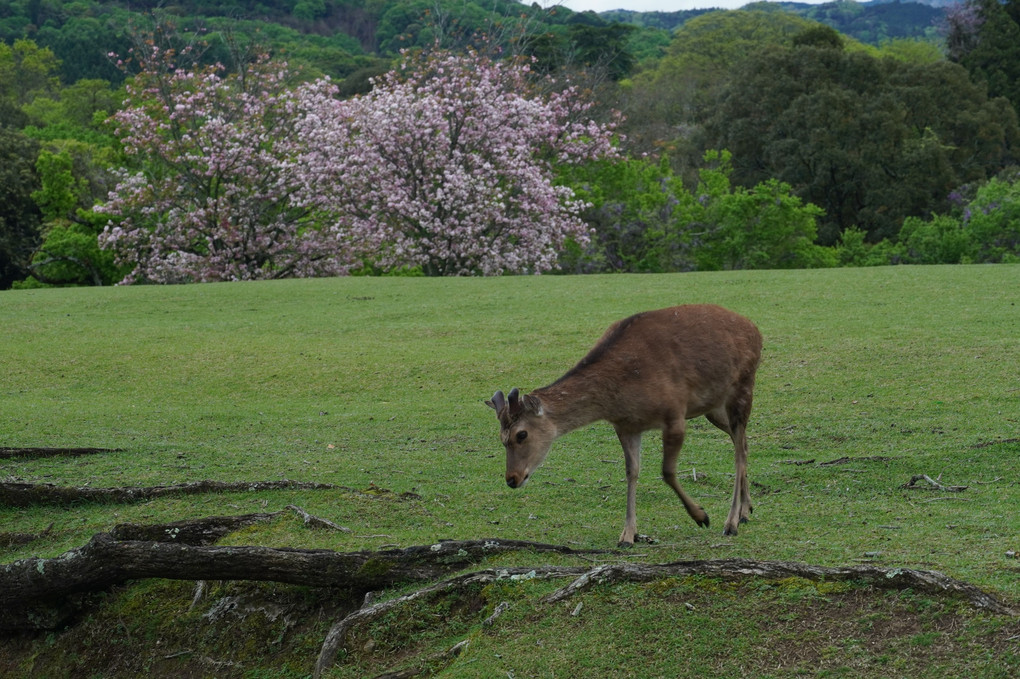 今日の奈良公園