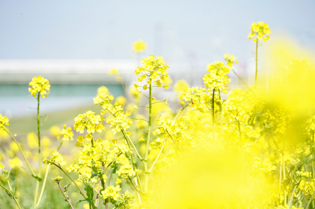 利根川河川敷の菜の花②🌼🍀