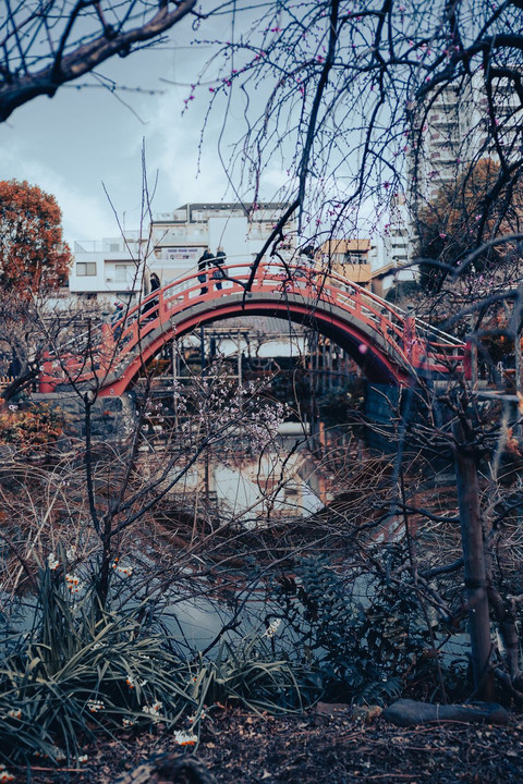 梅と円環の橋