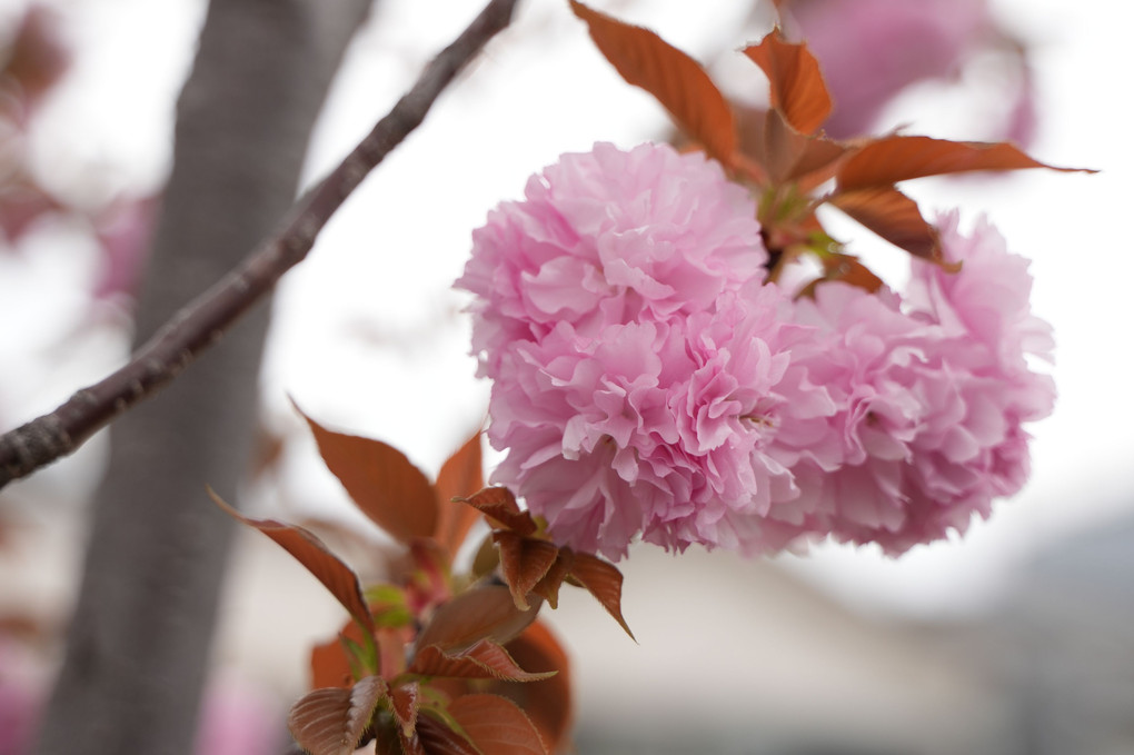 ハート型の満開の八重桜