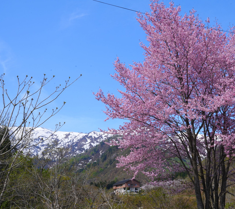 山麓に咲く桜