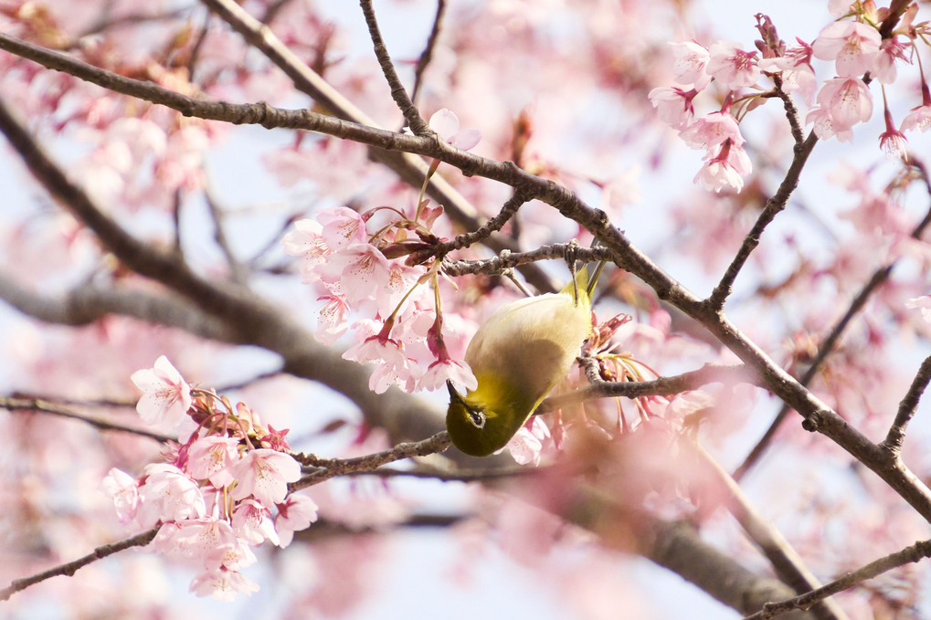 蜂須賀桜とメジロ