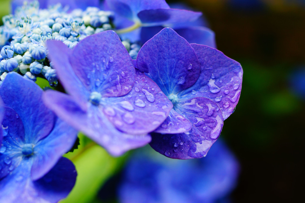 2023年雨露に濡れた紫陽花と花菖蒲