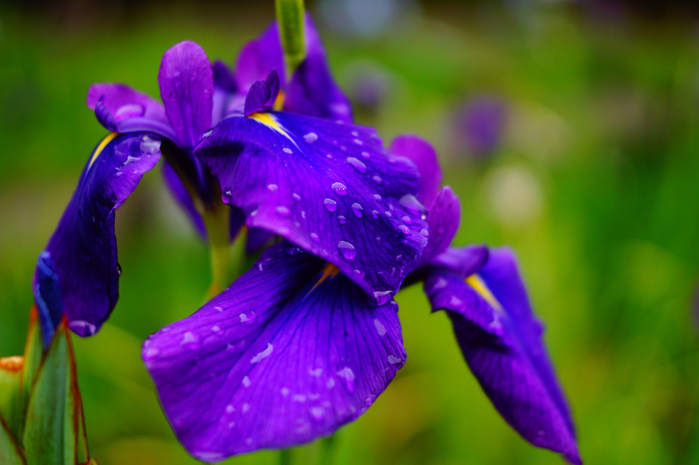 2023年雨露に濡れた紫陽花と花菖蒲
