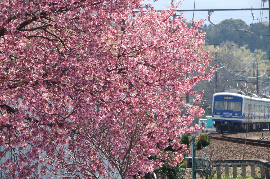 河津桜と鉄道の風景