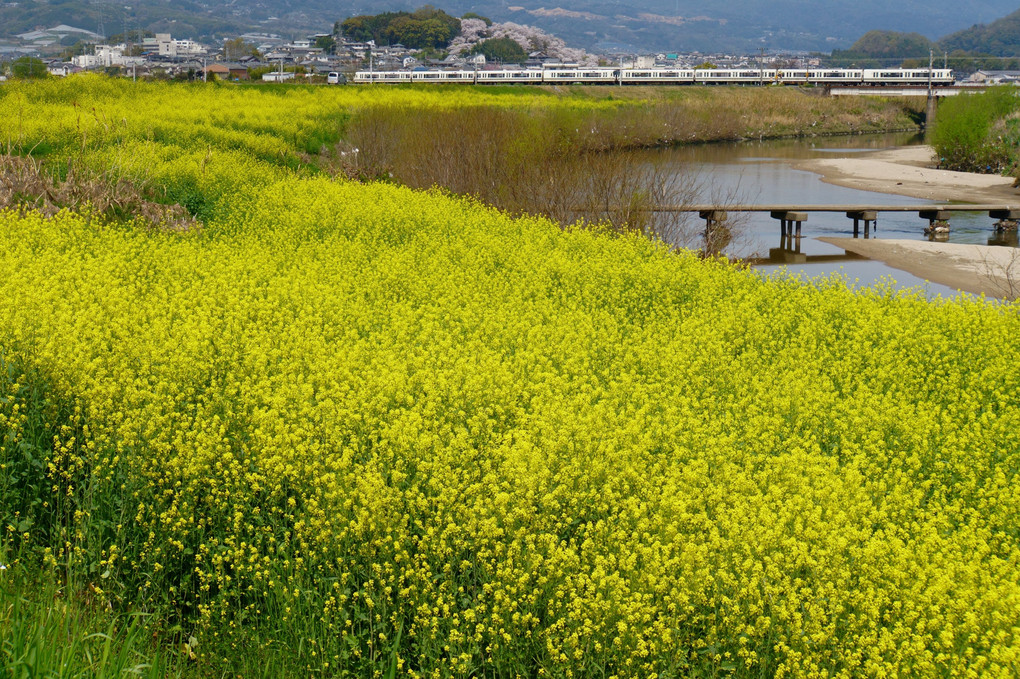 大和川　春の風景