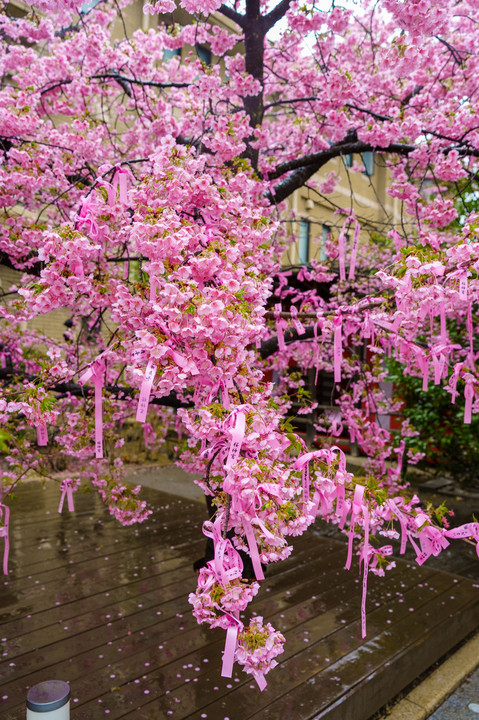 雨露濡れる桜神宮