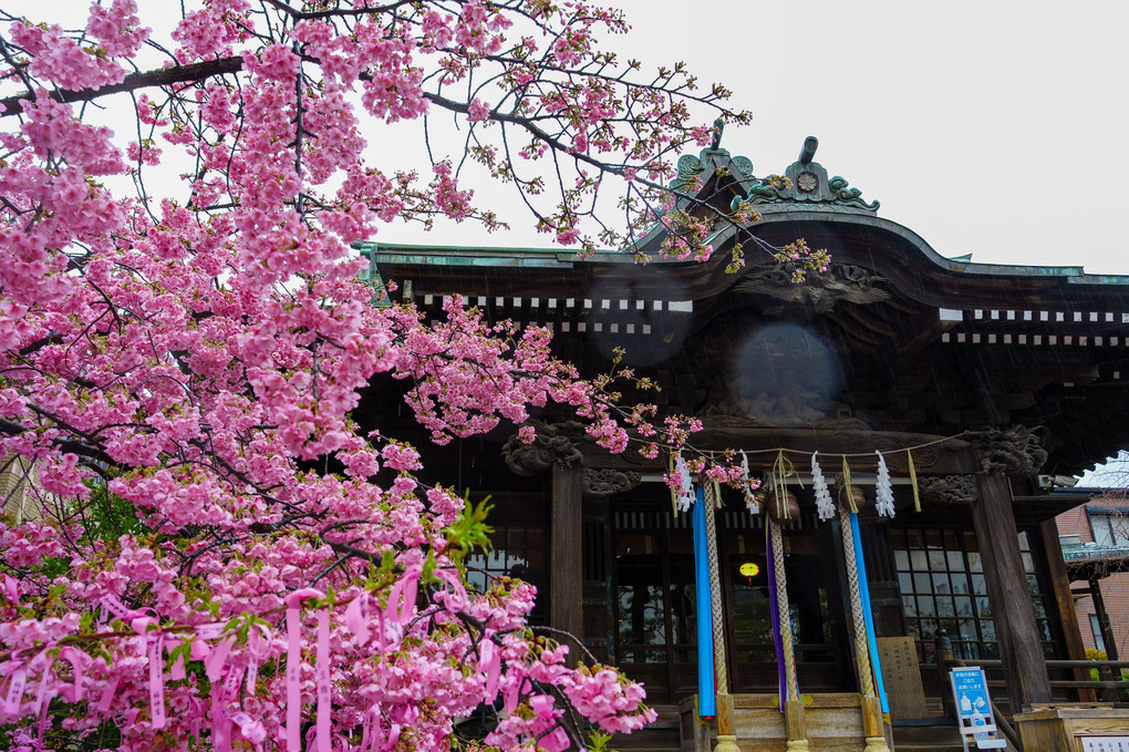 雨露濡れる桜神宮