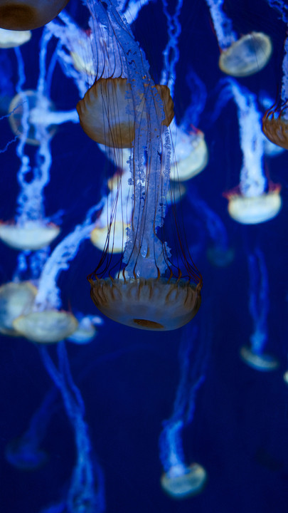 Powerful Jellyfish