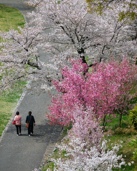 桜と過ごす昼下がり　上田城址公園