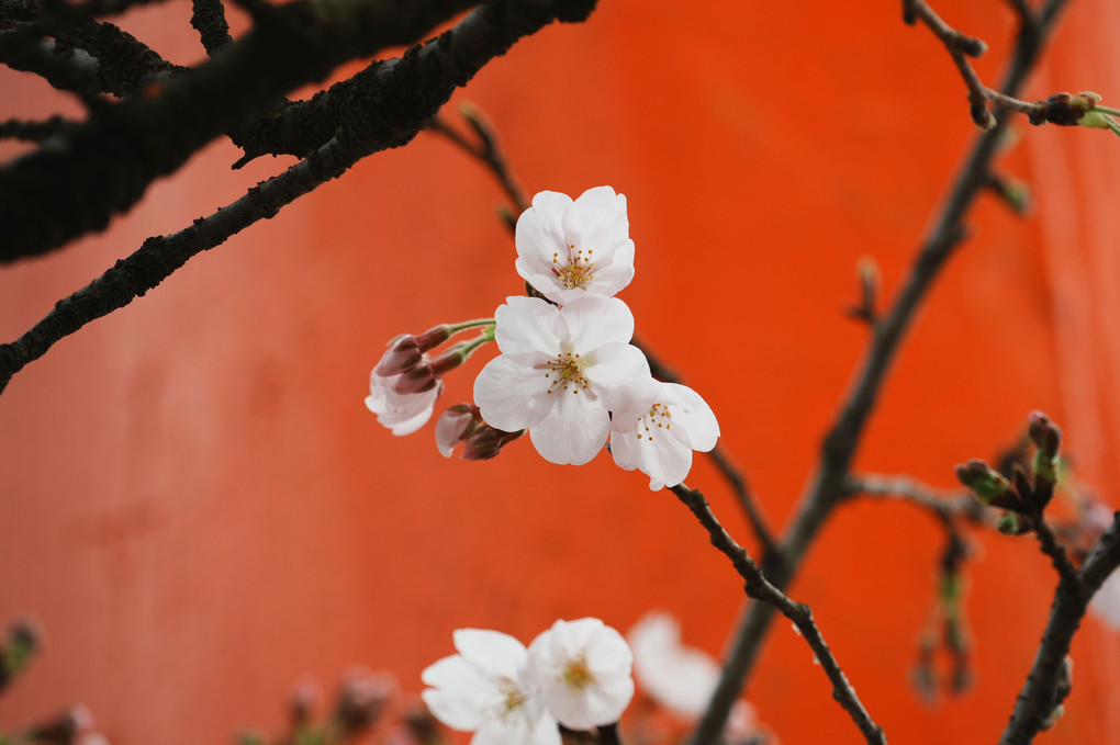 下鴨神社の春