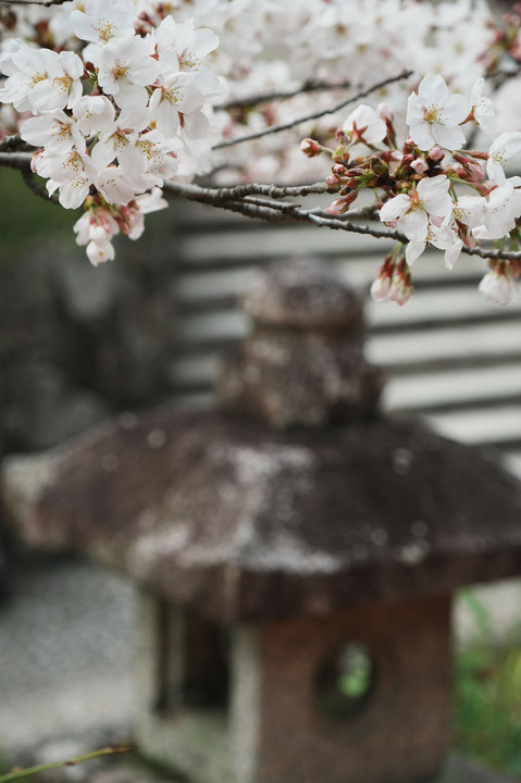 下鴨神社の春