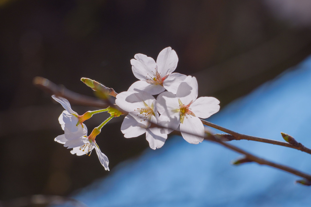 大豊神社入り口の桜満開