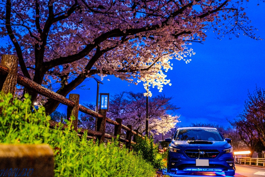 夜桜と愛車