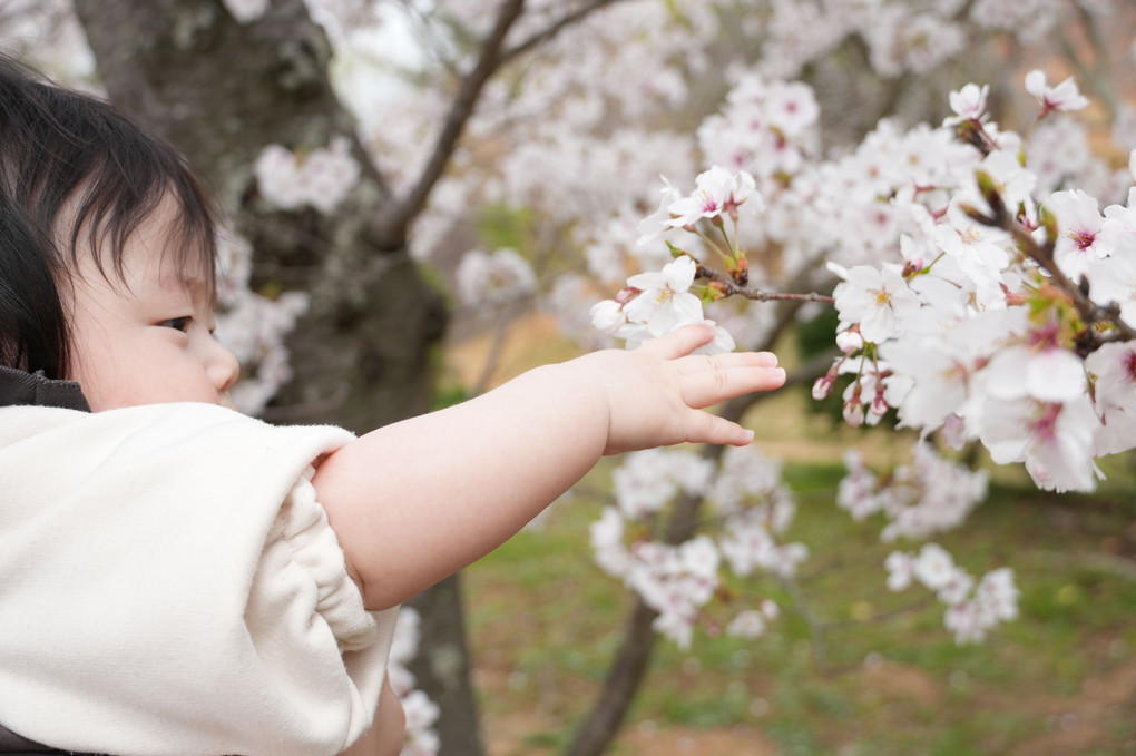 初めての桜へ手を伸ばす娘