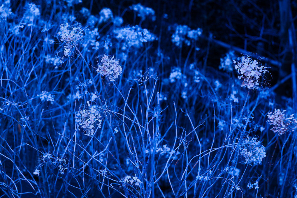 冬枯れ紫陽花＠ストロボカラーシフト・アート表現