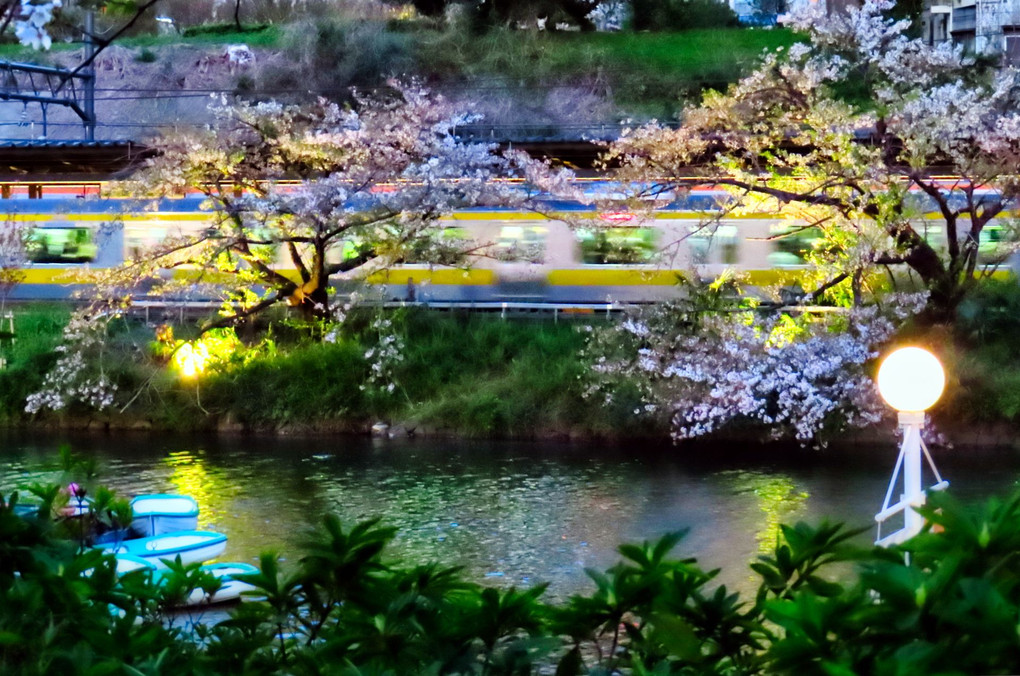 幻想的な夜桜/中央線飯田橋＠アート表現