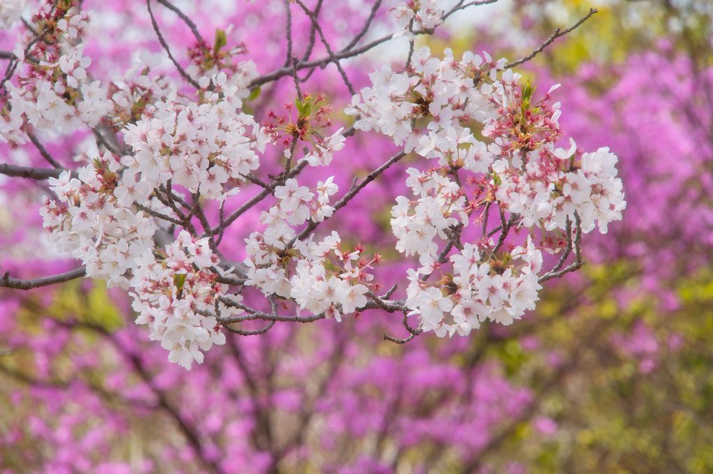 散り桜・春を繋ぐ＠昭和記念公園