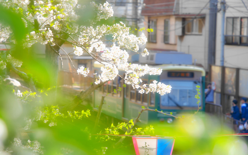 光の中・桜と東京さくらトラム＠飛鳥山公園