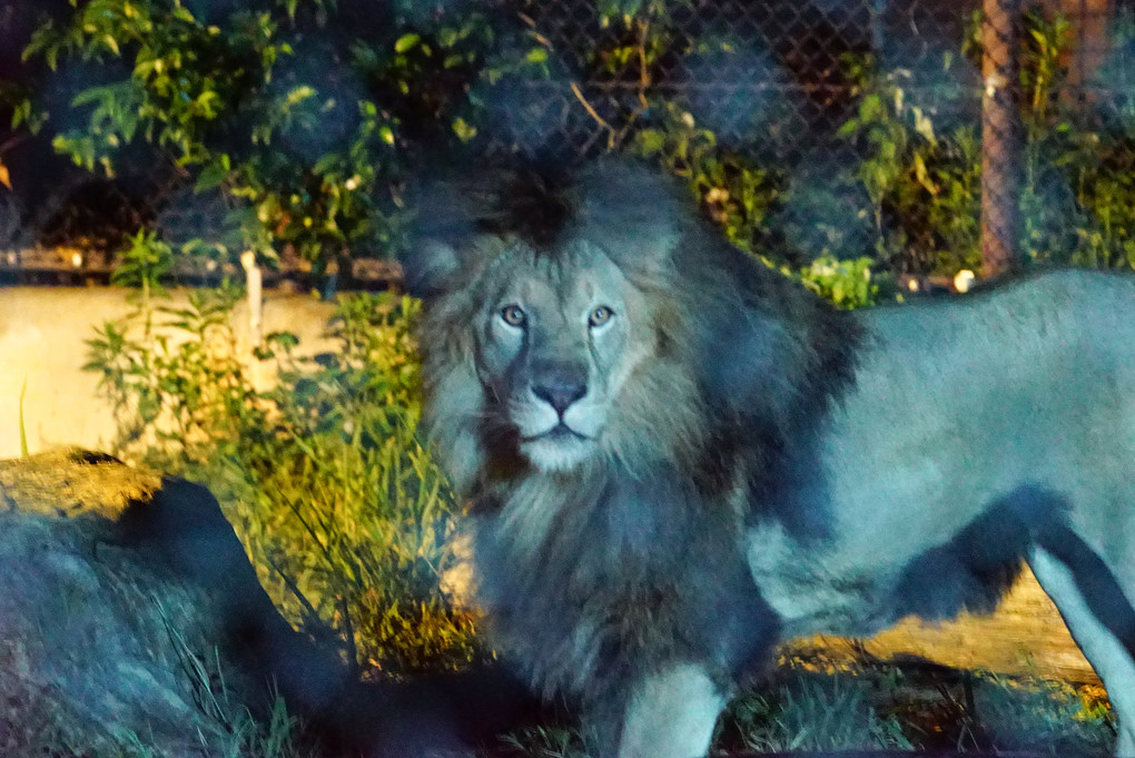 夜の動物園の、高感度撮影を見てくれっ！