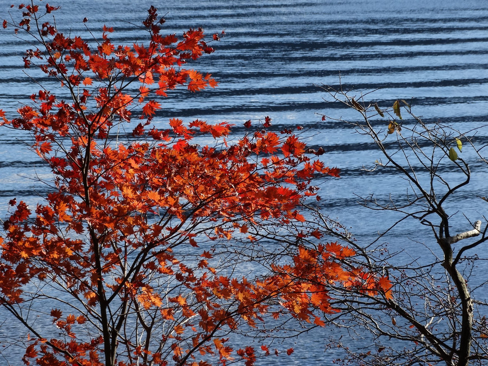 紅葉と湖面